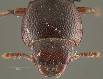 Media type: image;   Entomology 24478 Aspect: head dorsal view